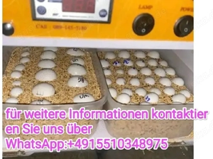 Fruchtbare Papageien & Ara Eier-
