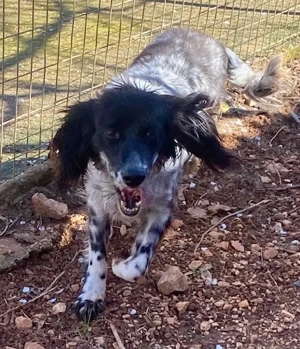 CARMELA sucht Familienanschluss