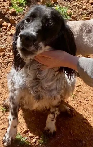 CARMELA sucht Familienanschluss