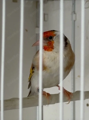 Vogel Steglitz zu verkaufen 