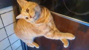 Bkh kater rot  Orange 