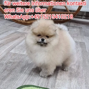 Zwergspitz Pomeranian Welpen ,reinrassig, liebevoll aufgezogen
