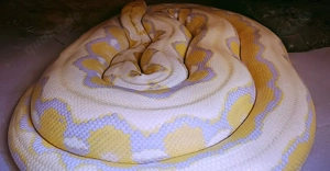 Netzpython (1,0 3m+)