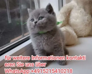 Reinrassig Britisch Kurzhaar BKH kitten