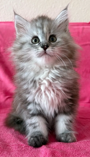 Maine Coon Kätzinnen