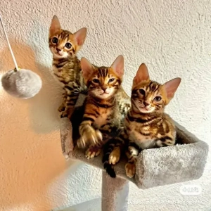 4 Süsse Bengal Kitten suchen ein liebevolles Zuhause