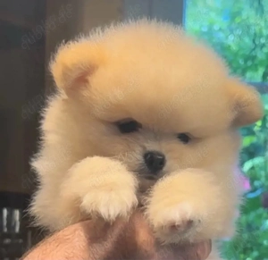 Reinrassige Pomeranian Zwergspitz Welpen 