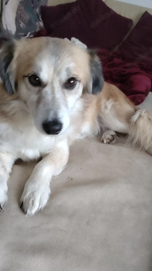 kleiner Rüde sucht für-immer-Zuhause Bild 4