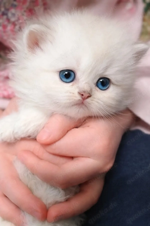 blh britisch langhaarige kitten reinrassige weiß Schnee blaue Augen bkh