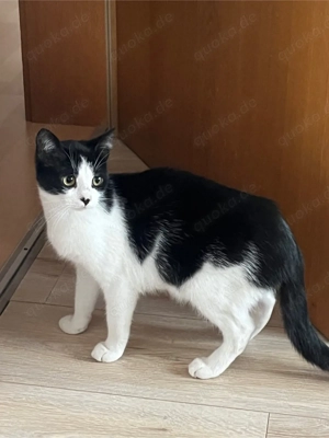 Süßer Kater sucht liebevolles Zuhause