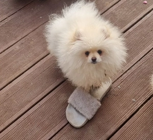 reinrassiges pomeranian welpen mädchen 