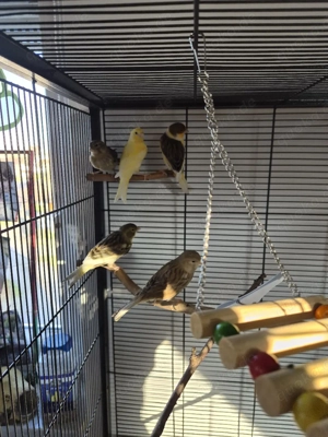 kanarien jungvögel Bild 3