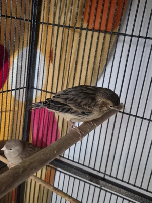 kanarien jungvögel Bild 2