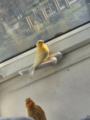 kanarien jungvögel Bild 5