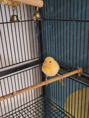 kanarien jungvögel Bild 4