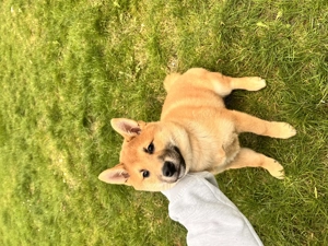 Shiba-Inu Simba sucht ein liebevolles Zuhause