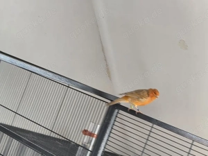 Mosaik Kanarien Hahn