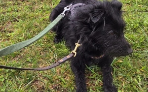 Salome: Energie trifft Schmusebacke Bild 3