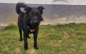 Salome: Energie trifft Schmusebacke