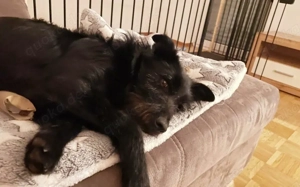 Salome: Energie trifft Schmusebacke Bild 4