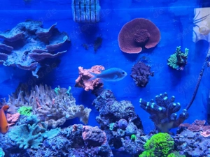 Chromis Viridis Meerwasser 