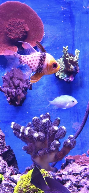 Pyjama Kardinalbarsch