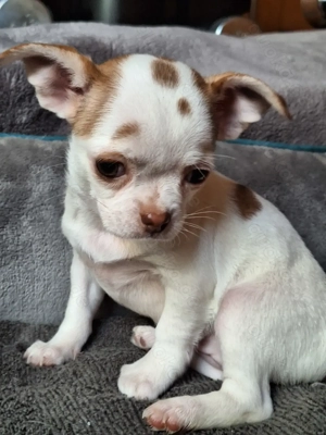 Chihuahuawelpen (weiblich und männlich) suchen ein neues zu Hause