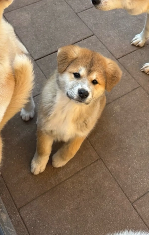 Akita Inu Welpen