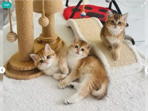 Süsse British Kurzhaar Kitten 12 Wochen alt