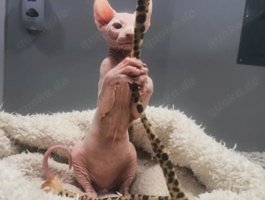 Schöne Sphynx Kätzchen verfügbar