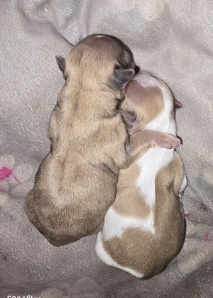 Shih Tzu-Chihuahua Mix Welpen 