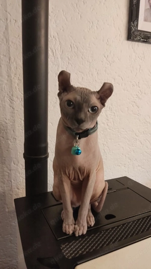 wunderschöner verschmuster Elf Sphynx Kater 