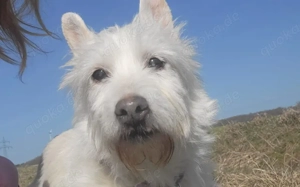 Kuschelhündin Mona sucht sicheren Hafen