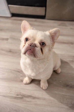 Französische Bulldogge