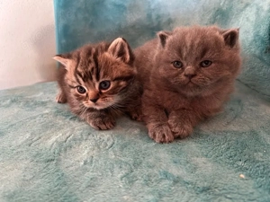 BKH-Perser kitten 