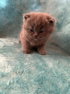 BKH-Perser Kitten