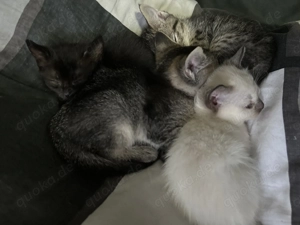 Siam BKH Mix Kitten zu verkaufen