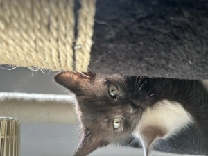 Siam BKH Mix Kitten zu verkaufen