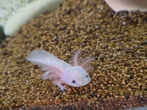 Axolotl Jungtiere Harlekin - ab 12 cm