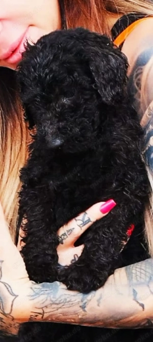 Königspudelhündin traum Charakter