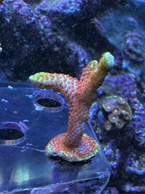 montipora BubbleGum SPS Koralle Meerwasser