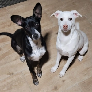 Wo ist mein Zuhause für immer? Kannst du es mir geben?