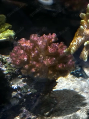pocillopora Sps Koralle Meerwasser