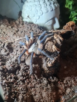 Nehme Vogelspinnen auf 