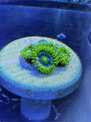 Zoanthus Blueberry Pie, Meerwasser, koralle