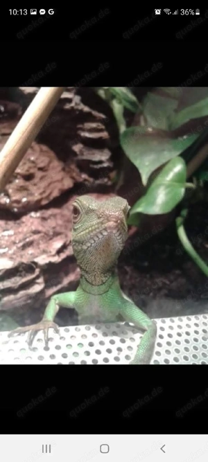 Nehme Agamen, Echsen und Geckos auf 