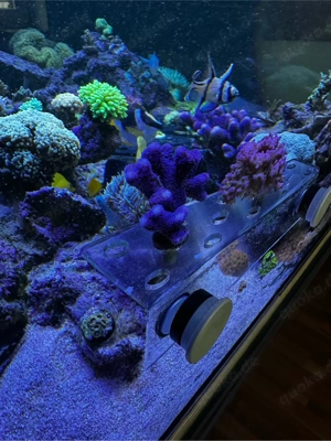 Stylophora Milka, koralle, SPS, Meerwasser, Koralle