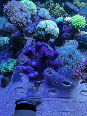 Stylophora Milka, koralle, SPS, Meerwasser, Koralle