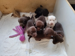 Labrador Welpen Reinrassig Arbeitslinie 