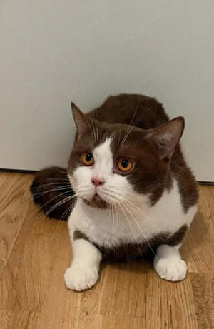 BKH-Kater Cinnamon-White